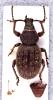 Otiorhynchus brunneus
